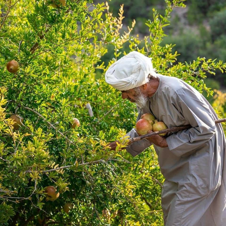 From Orchard to Oblivion: How Federal Excise Duty Is Crippling Fruit Farmers in rural Punjab